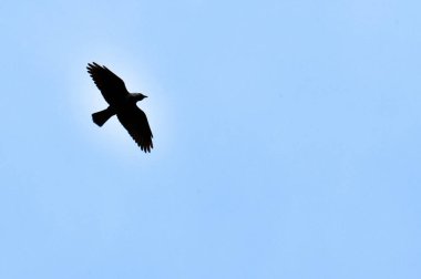 Mavi gökyüzünde İskoçya Highlands dağlarda karga