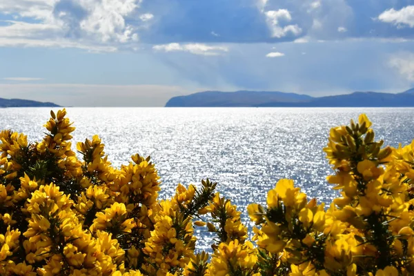 Skoçya Highlands Mavi Gökyüzü Bulutlar Vahşi Doğa Sarı Seabuckthorn Çiçek — Stok fotoğraf