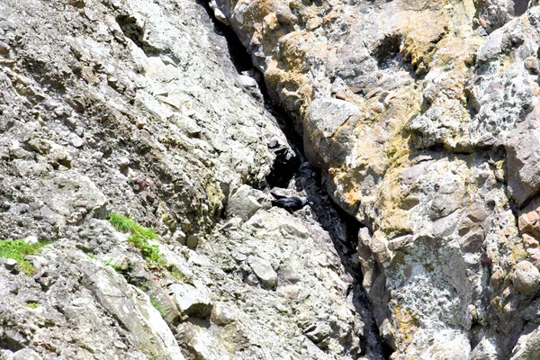 Corbeau Dans Les Montagnes Des Hautes Terres Écossaises — Photo