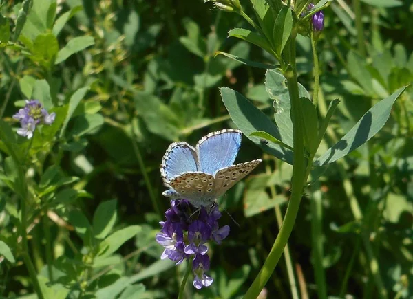 Osiris Blue Butterfly Mountains Italy — Stock Photo, Image