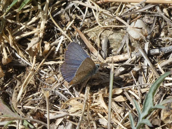 Osiris Azul Borboleta Nas Montanhas Itália — Fotografia de Stock