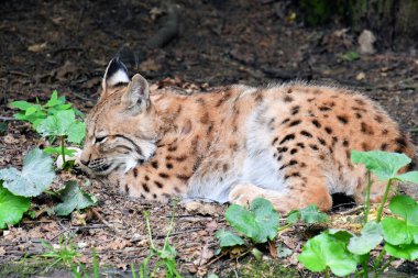 Bavyera Ormanı Lynx
