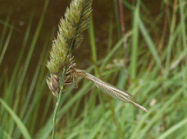 bir SAP yeşil çim üzerinde oturan yusufçuk