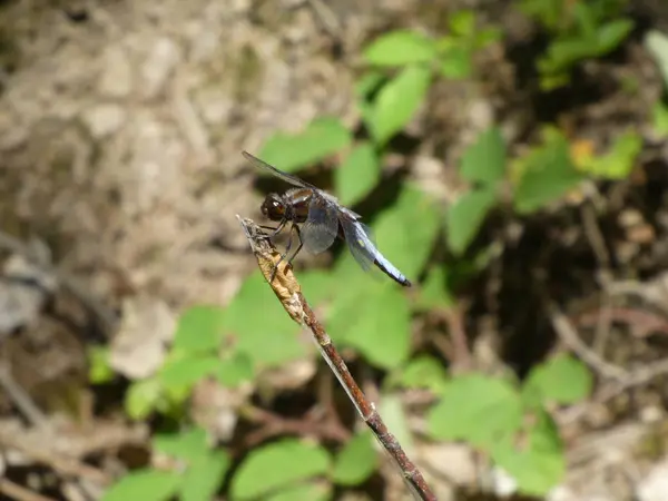 Grande Libellule Bleue Assise Sur Une Branche Dans Forêt — Photo