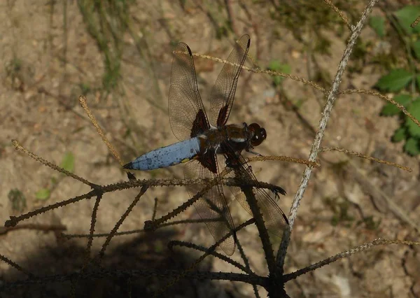 Velké Modré Vážky Sedící Větvi Lese — Stock fotografie