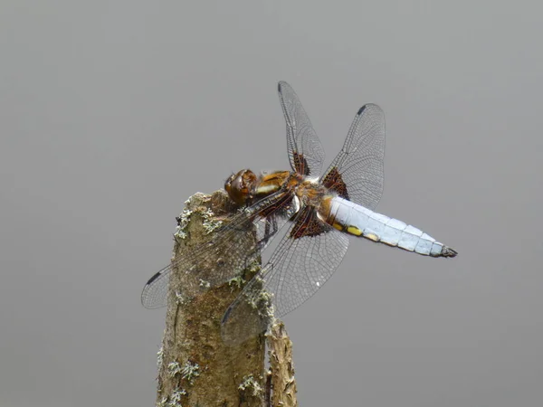 Grande Libellule Bleue Assise Sur Une Branche Dans Forêt Près — Photo