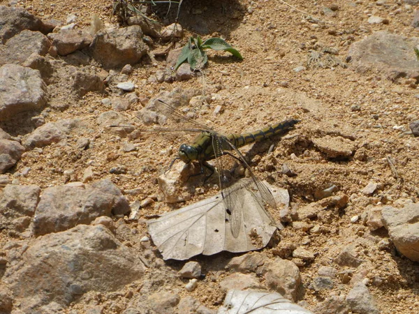 Dragonfly Sitting Floor Forest — Stock Photo, Image