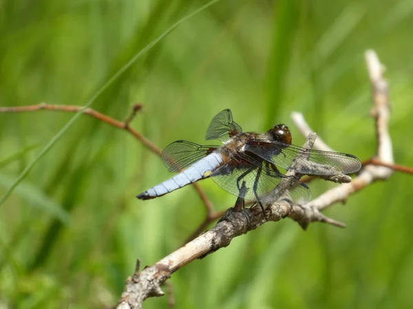 Gran Libélula Azul Sentada Una Rama Bosque Cerca Estanque — Foto de Stock