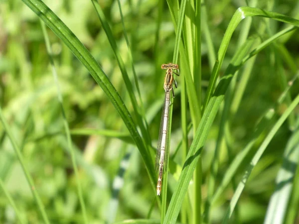 Libellule Assise Dans Herbe Verte Sur Une Tige — Photo