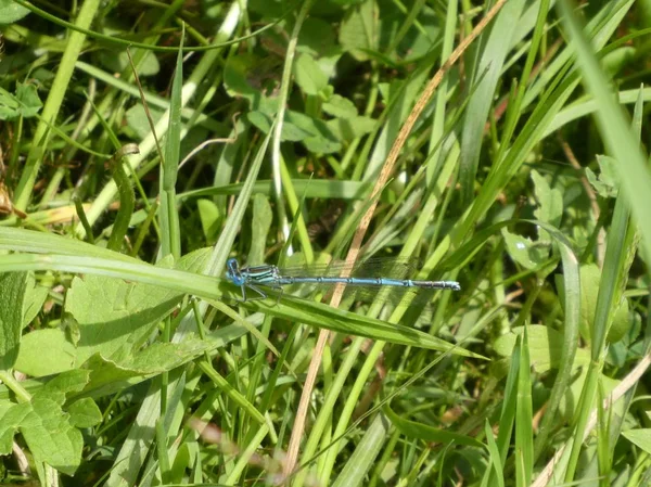 Libellule Assise Dans Herbe Verte Sur Une Tige — Photo