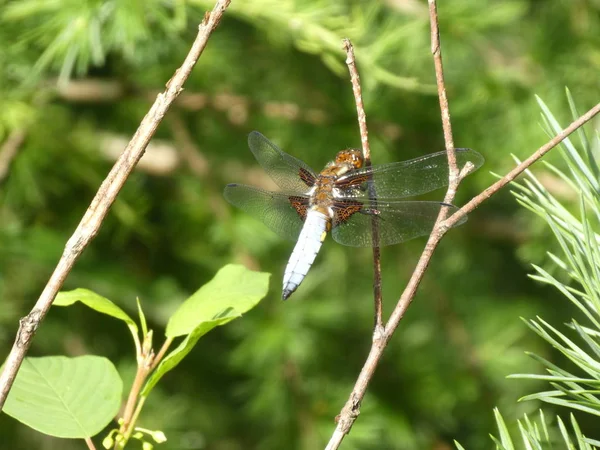 Big Blue Dragonfly Branch Forest — Stock Photo, Image