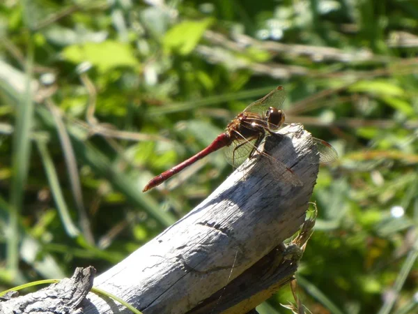 Libellule Assise Sur Une Branche Dans Forêt Près Étang — Photo