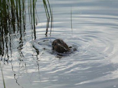 bir su birikintisi suya dalış ördek