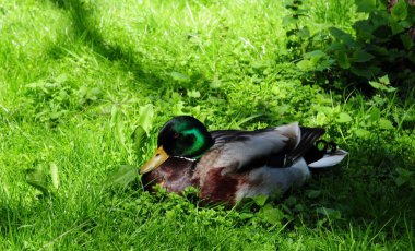 Ördek yeşilbaş yeşil çim yaz güneş ışığı altında