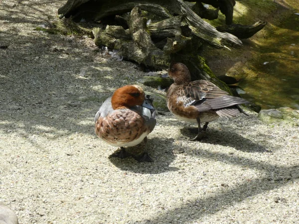 colorful duck on the coast of a lake