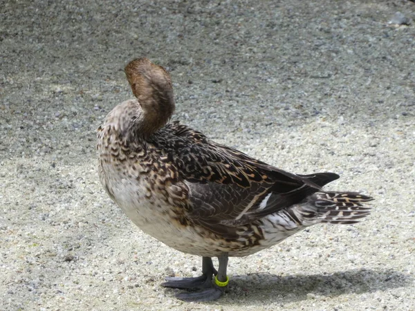 Canard Coloré Sur Côte Lac — Photo