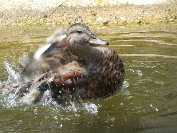 duck swimming in the water of a pond with rocks stone