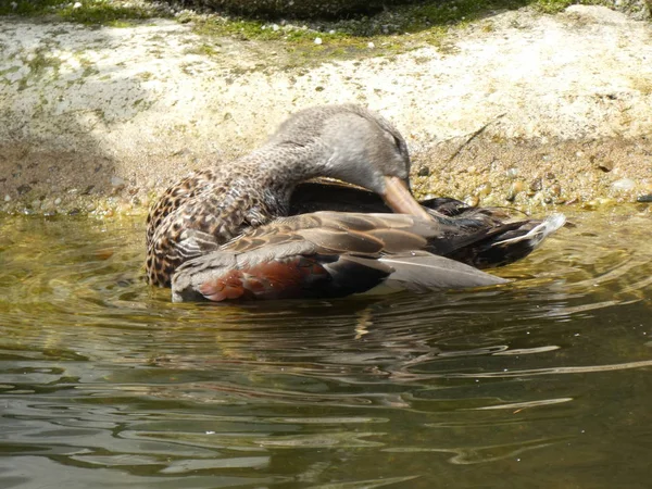 Pato Nadando Agua Estanque Con Piedras — Foto de Stock