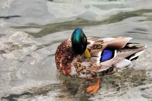 Ánade Real Nadando Agua Lago Verano — Foto de Stock