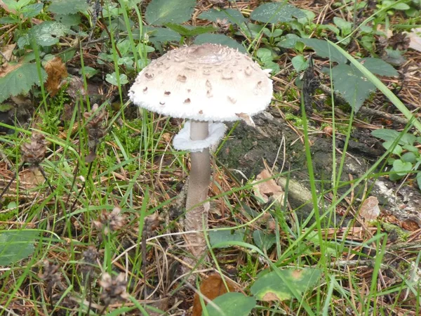 Grand Champignon Parasol Dans Forêt Automne — Photo