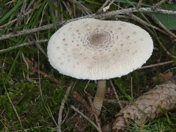 Grand Champignon Parasol Dans Forêt Dans Herbe Verte Automne — Photo