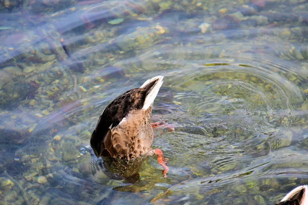 Duck Diving Water Lake — Stock Photo, Image