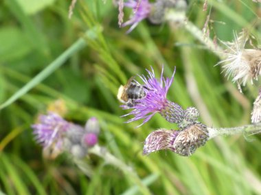 Bumblebee ormandaki bir thistle çiçek mor çiçeği üzerinde 