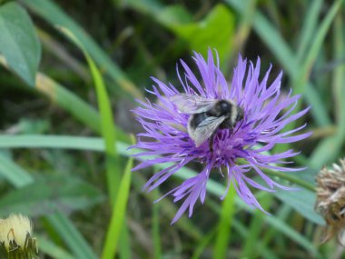 Bumblebee thistle çiçek bahar ormanında mor çiçeği üzerinde