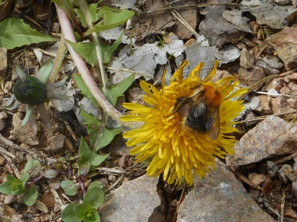 Calabrone Sul Fiore Giallo Dente Leone Fiore Nella Foresta Primavera — Foto Stock