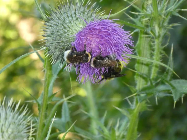 Bumblebee Purple Blossom Thistle Flower Forest Spring — Stock Photo, Image