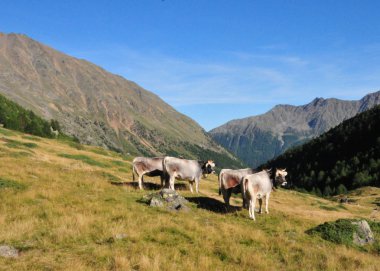 İnekler Güney Tirol İtalya Avrupa yeşil çim çayır otlatma dağlarında 