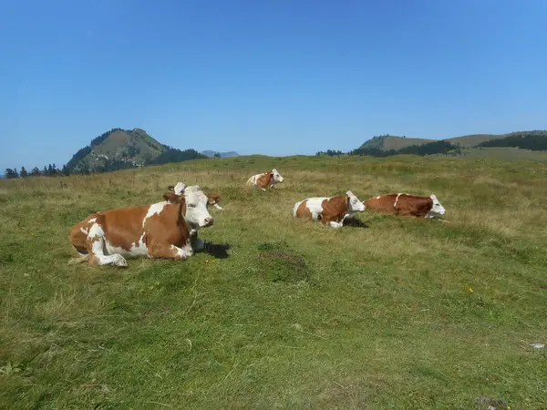 Коровы Пасутся Горах Зеленой Травы Италии — стоковое фото