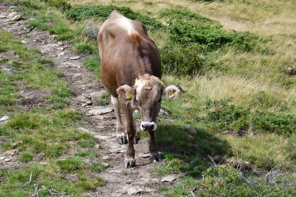 Cow Grazing Mountains Italy Europe Green Grass Meadow — Stock Photo, Image