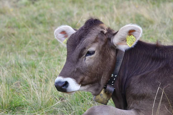 Vaca Pastando Las Montañas Italia Hierba Verde Pradera —  Fotos de Stock