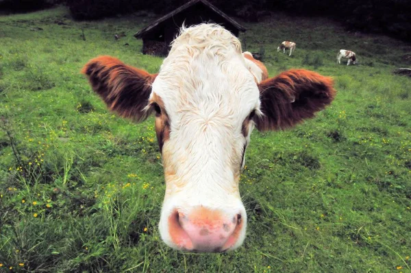 Корова Пасущаяся Горах Италии Зеленая Трава Луг — стоковое фото