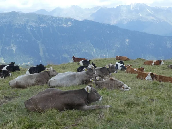 Cows Grazing Mountains Italy Europe South Tyrol Meadow — Stock Photo, Image