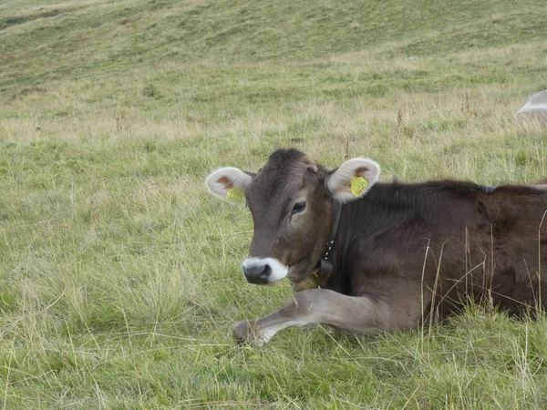 Vaca Pastando Las Montañas Italia Europa Del Sur Tirol Prado —  Fotos de Stock