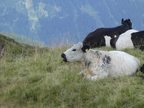 Talya Avrupa Güney Tirol Çayır Dağda Otlayan Inekler — Stok fotoğraf