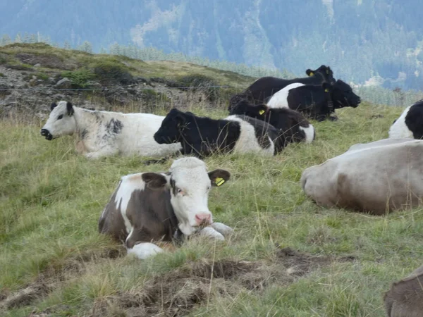 Cows Grazing Mountains Italy Europe South Tyrol Meadow — Stock Photo, Image
