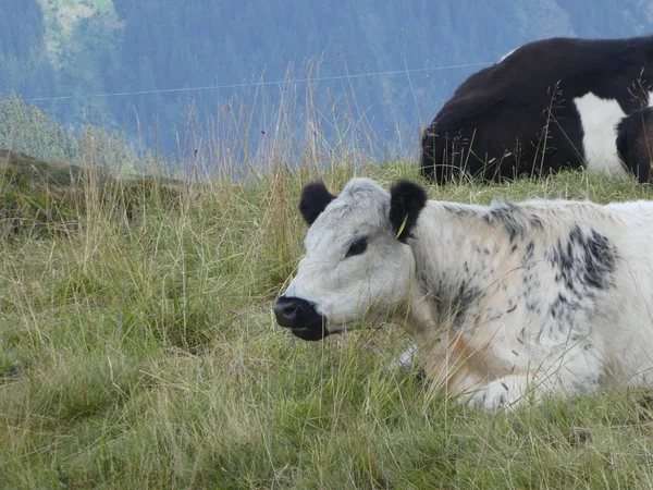 Talya Avrupa Güney Tirol Çayır Dağlarda Otlatma Inek — Stok fotoğraf