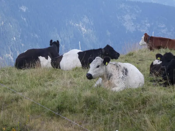 Cows Grazing Mountains Italy Europe South Tyrol Meadow — Stock Photo, Image