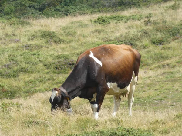 Vaca Pastando Las Montañas Italia Europa Del Sur Tirol Prado —  Fotos de Stock