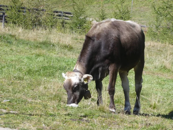 Vaca Pastando Nas Montanhas Itália Europa Sul Tirol Prado — Fotografia de Stock