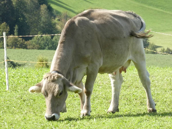 Vache Pâturage Dans Les Montagnes Italie Europe Sud Tyrol Prairie — Photo