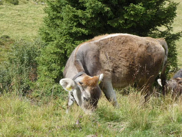 Ternero Vaca Pastando Las Montañas Italia Europa Del Sur Tirol —  Fotos de Stock