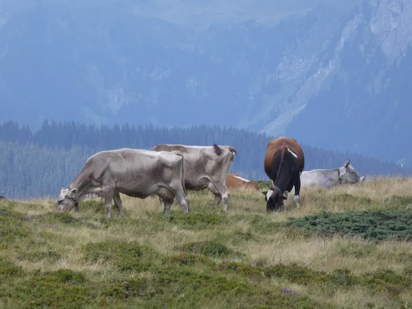 Cows Grazing Mountains Italy Europe South Tyrol Meadow — Stock Photo, Image