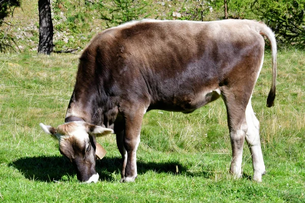 Tehén Legelő Hegyek Olaszország Európa Dél Tirol Rét — Stock Fotó