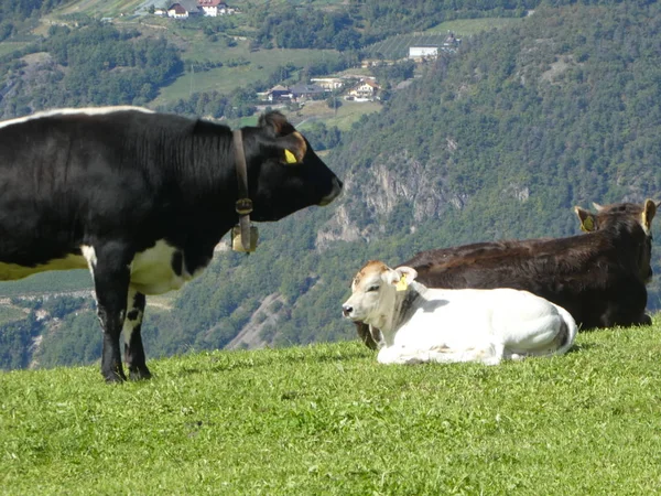 Black Cow Mountains South Tyrol Italy Europe Grazing Green Grass — Stock Photo, Image