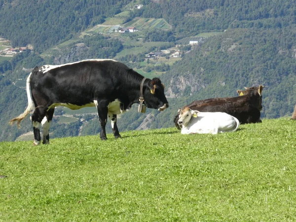 Black Cow Mountains South Tyrol Italy Europe Grazing Green Grass — Stock Photo, Image