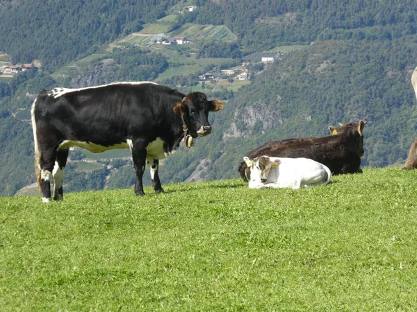 Черная Корова Горах Южного Тироля Италия Европа Пасущаяся Зеленая Трава — стоковое фото